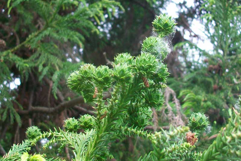 Cipresso? - Cryptomeria japonica
