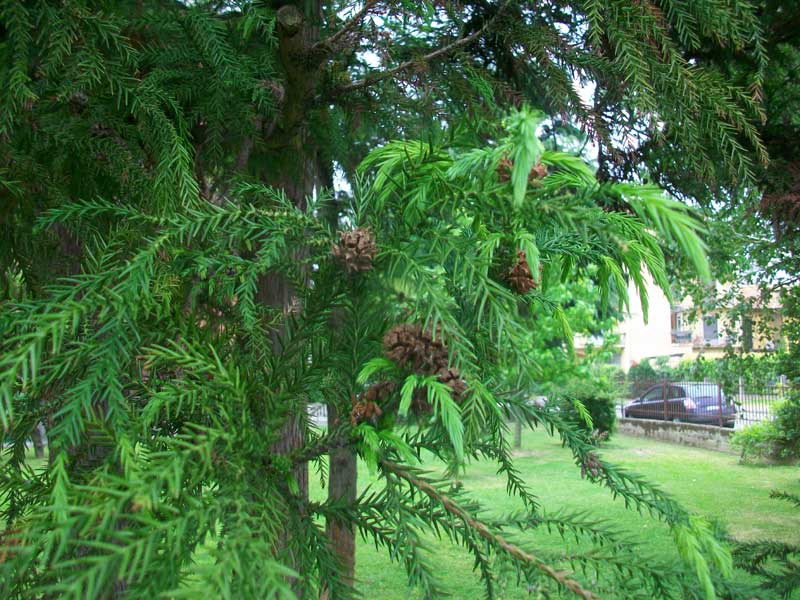 Cipresso? - Cryptomeria japonica