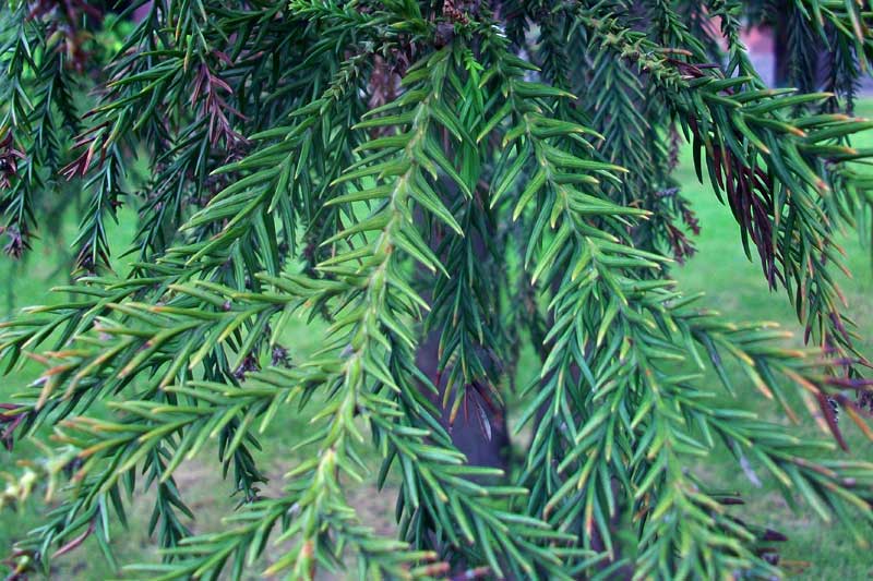 Cipresso? - Cryptomeria japonica