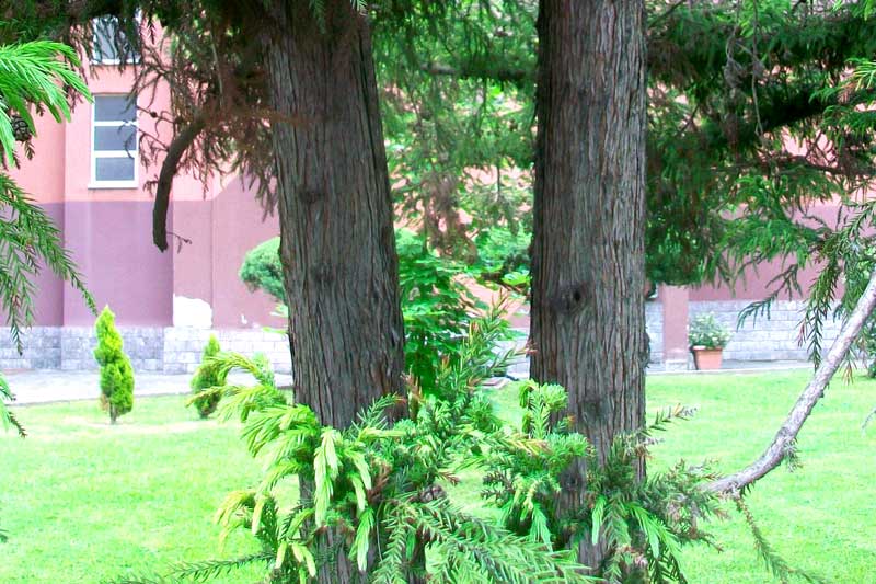 Cipresso? - Cryptomeria japonica