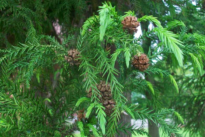 Cipresso? - Cryptomeria japonica