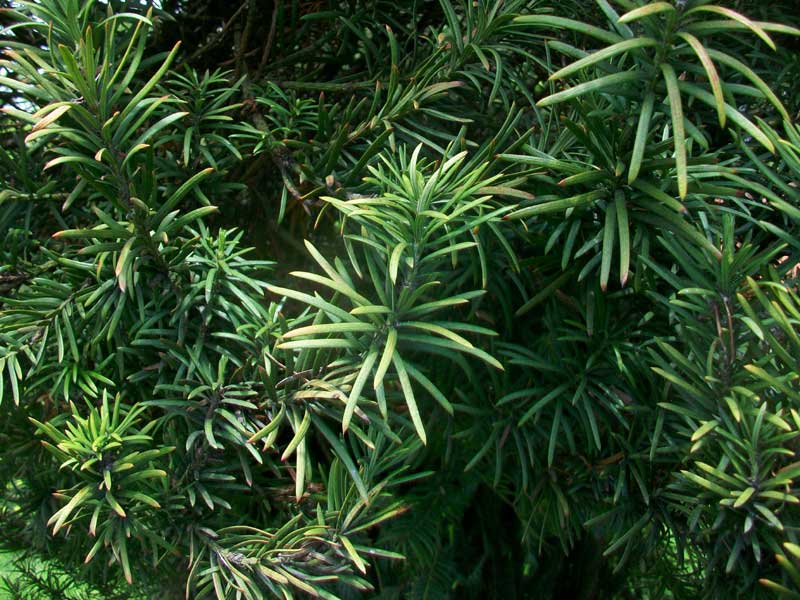 Albero da identificare