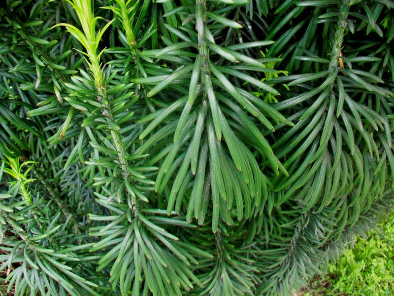 Albero da identificare