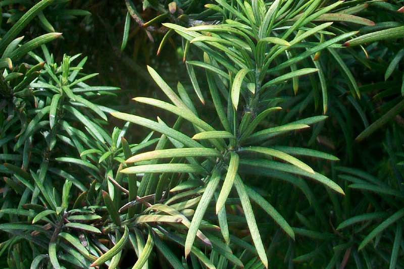 Albero da identificare