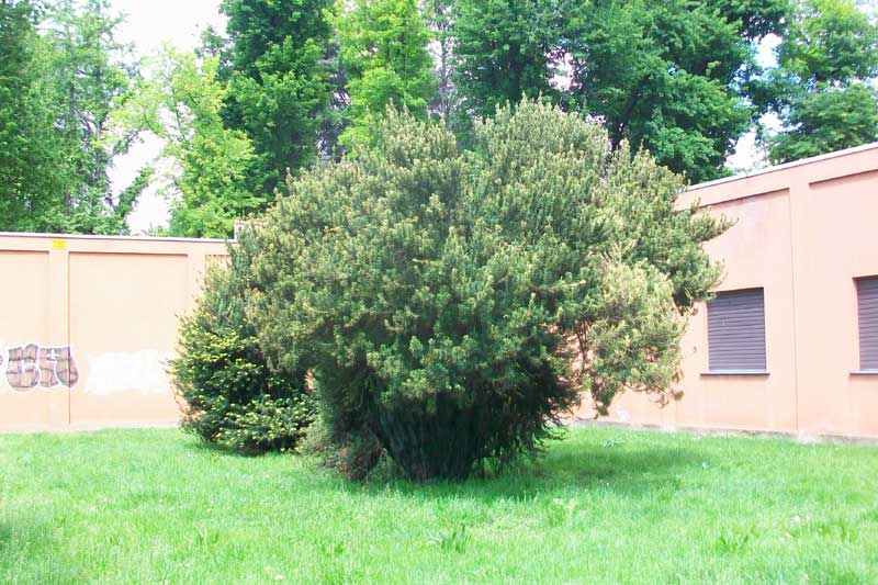 Albero da identificare