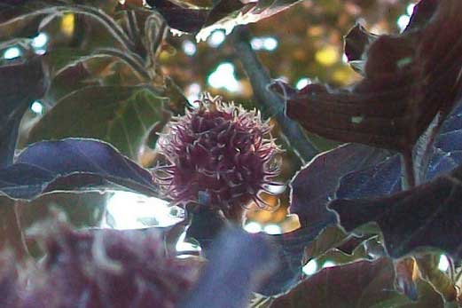 Albero - Fagus sylvatica forma purpurea