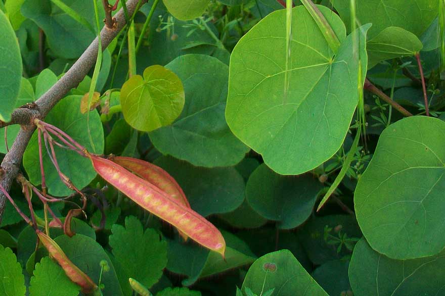 In un giardino - Cercis siliquastrum