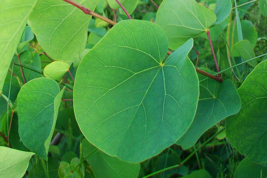 In un giardino - Cercis siliquastrum