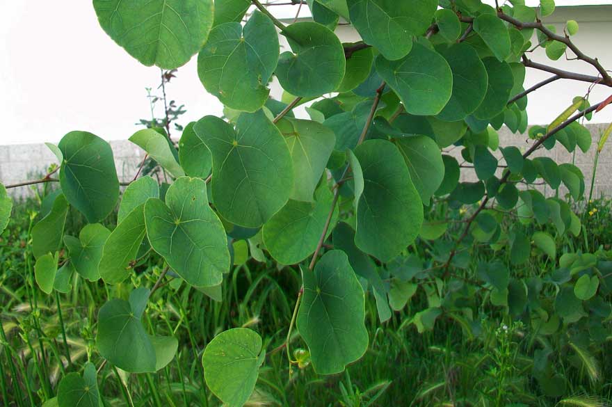 In un giardino - Cercis siliquastrum