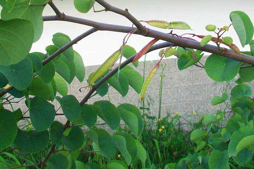 In un giardino - Cercis siliquastrum
