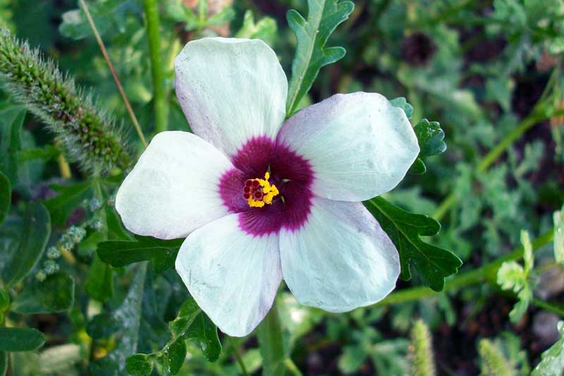 fiore da determinare