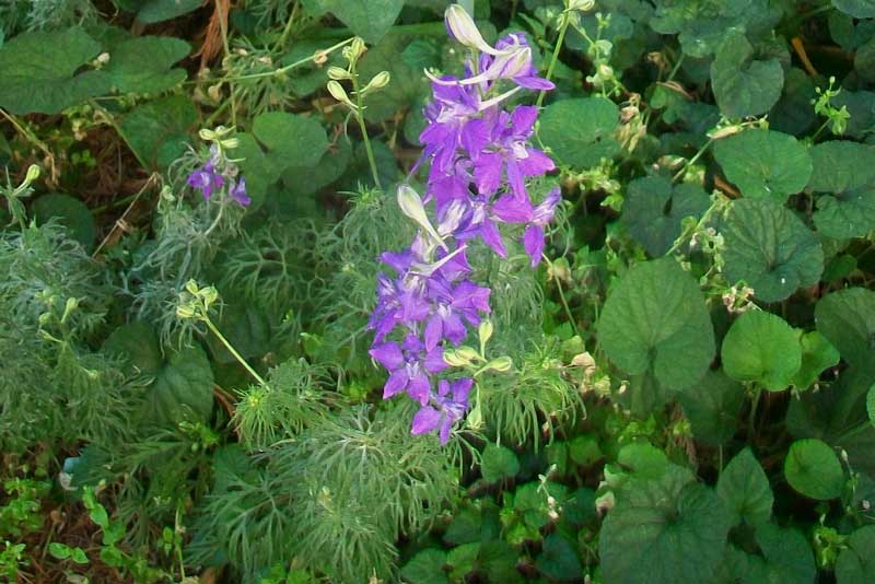Fiori biabchi e bl� - cultivar di Delphinium sp.