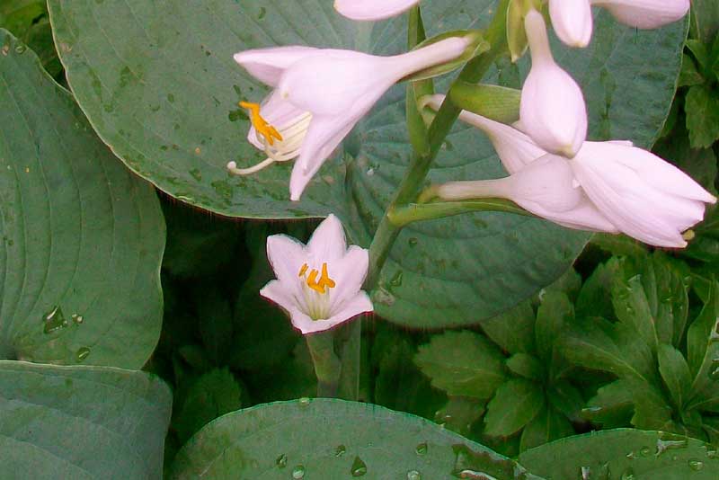 Pianta da fiore - Hosta sieboldiana
