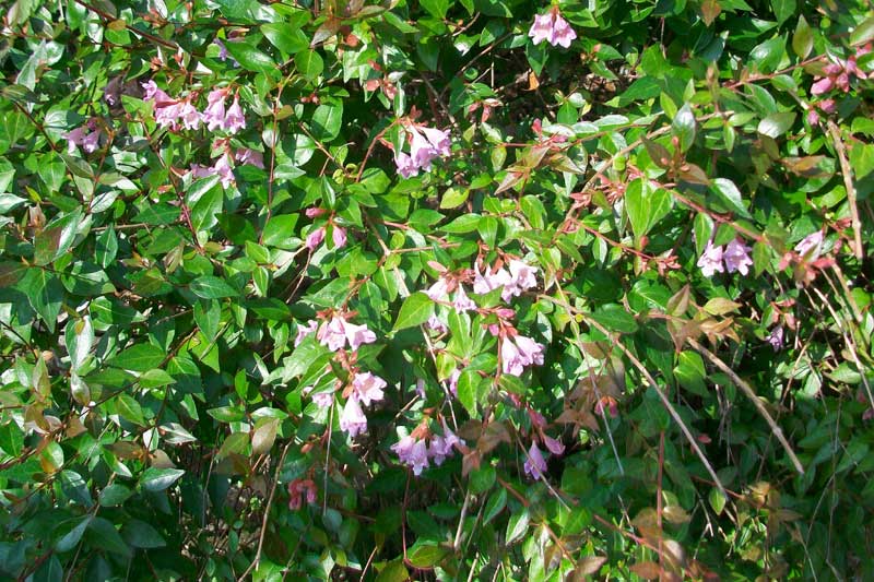 Pianta da identificare