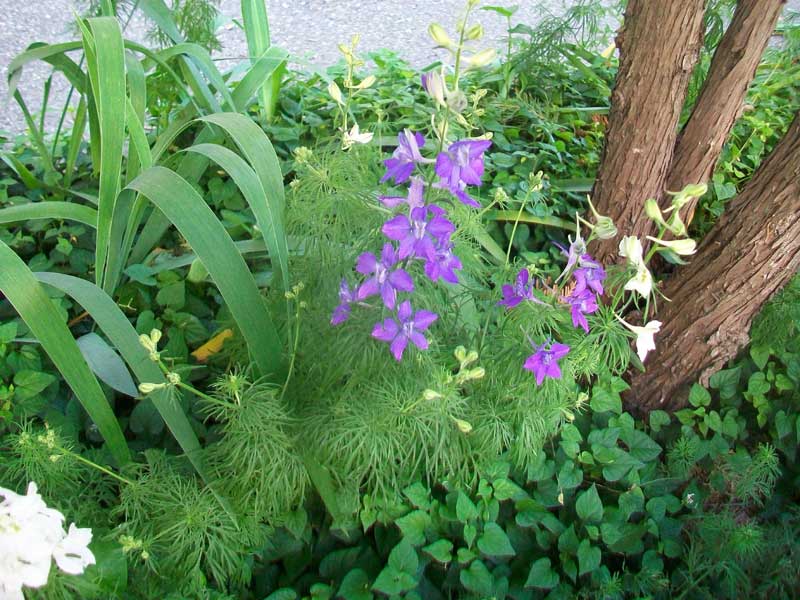 Fiori biabchi e bl� - cultivar di Delphinium sp.