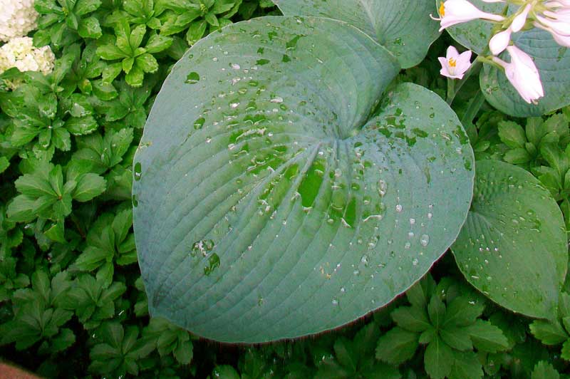 Pianta da fiore - Hosta sieboldiana