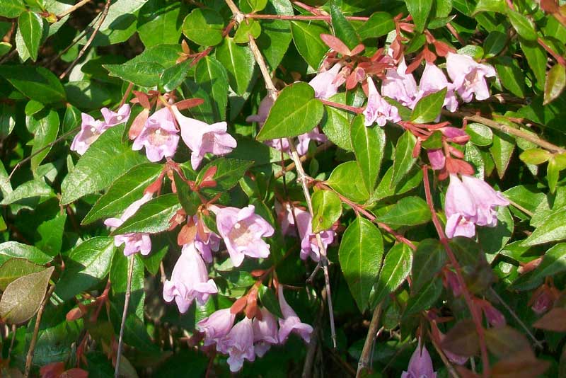 Pianta da identificare