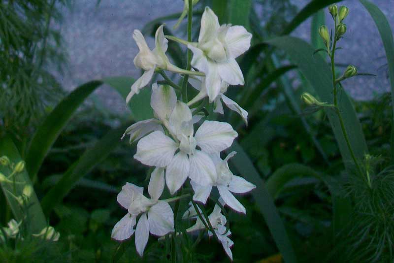 Fiori biabchi e bl� - cultivar di Delphinium sp.