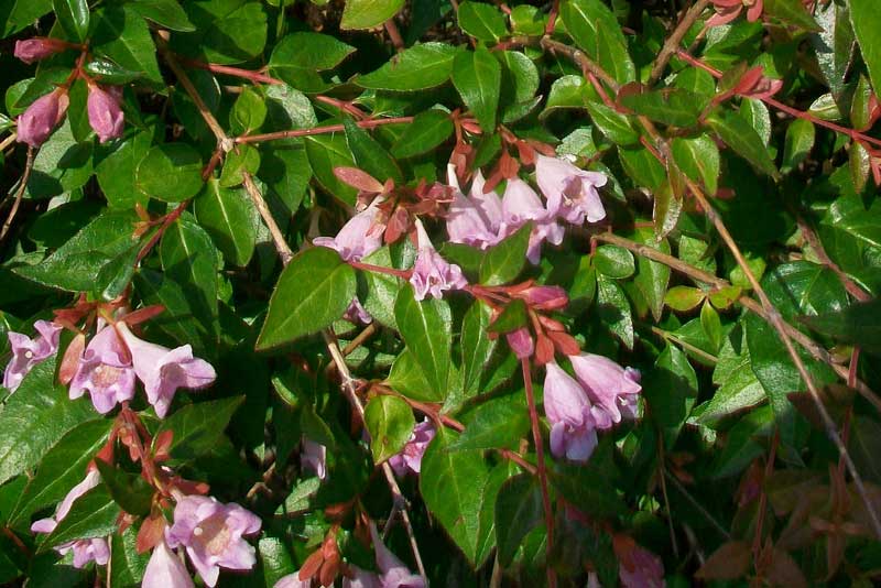 Pianta da identificare