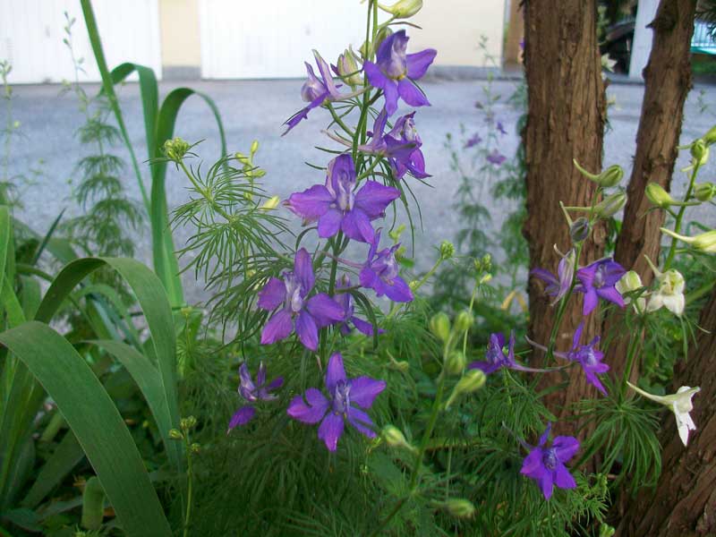 Fiori biabchi e bl� - cultivar di Delphinium sp.