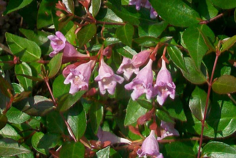 Pianta da identificare