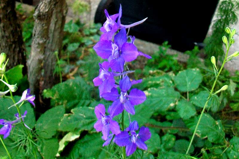 Fiori biabchi e bl� - cultivar di Delphinium sp.