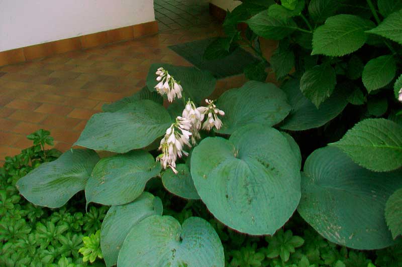 Pianta da fiore - Hosta sieboldiana
