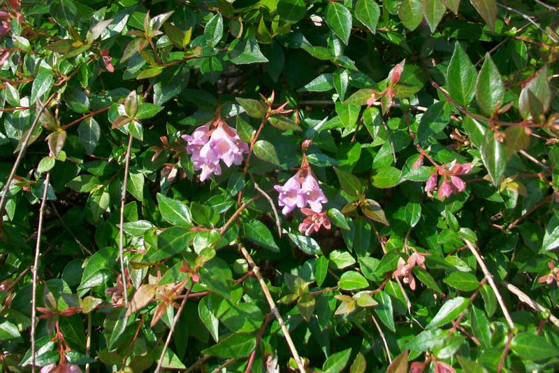 Pianta da identificare