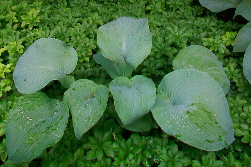 Pianta da fiore - Hosta sieboldiana
