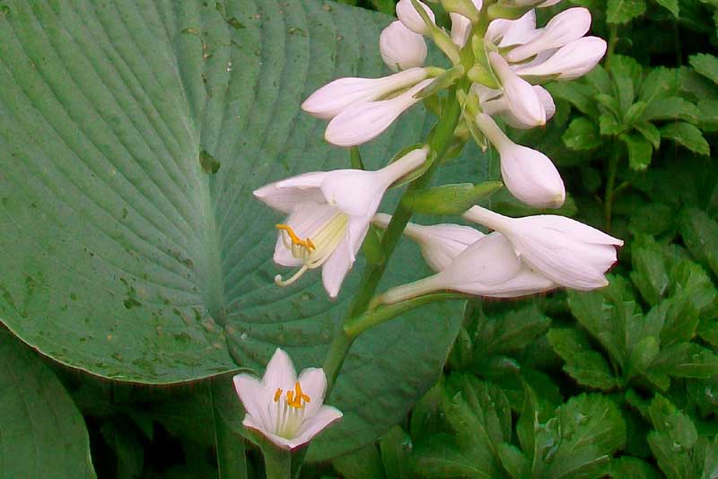 Pianta da fiore - Hosta sieboldiana