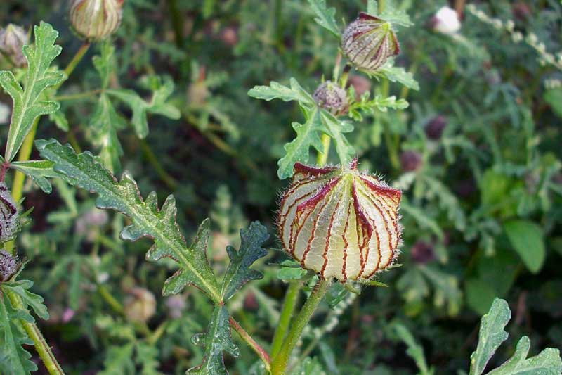 fiore da determinare