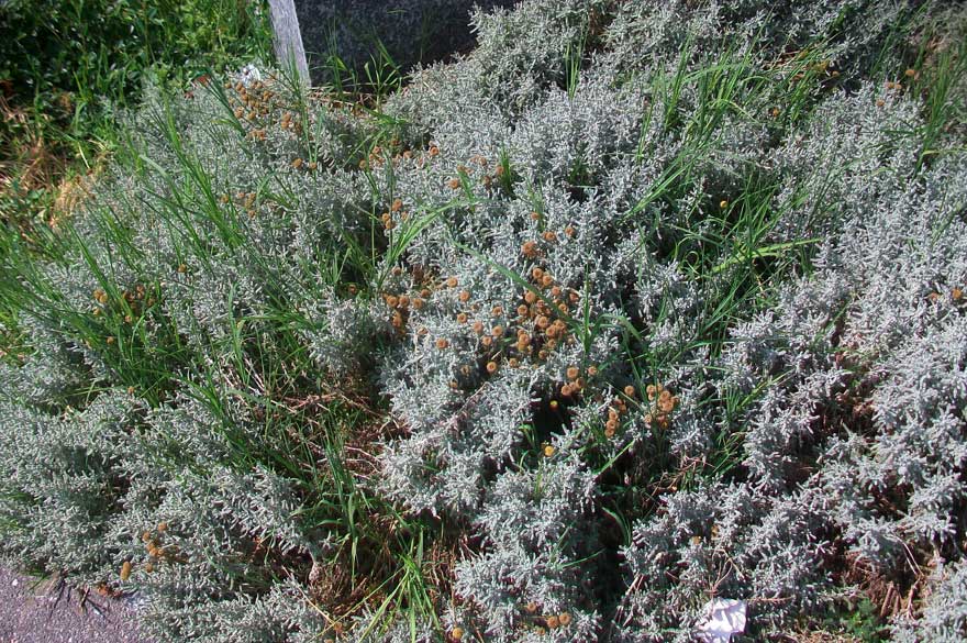 Santolina chamaecyparissus