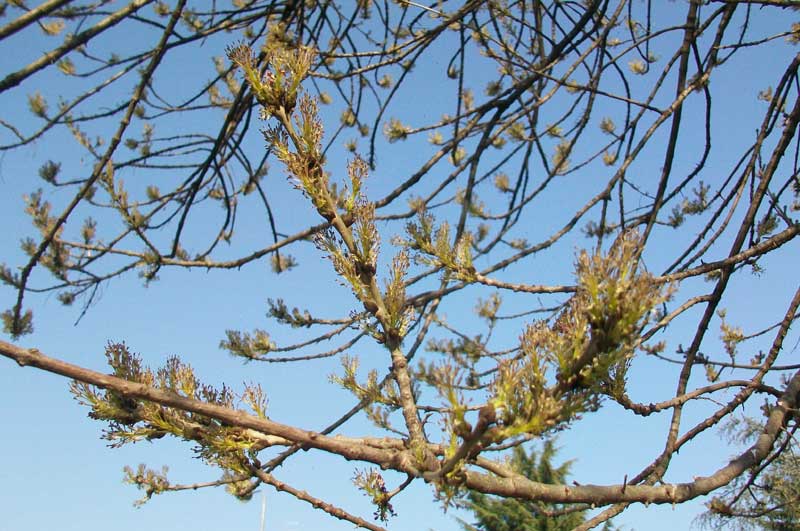 Frassino? - Fraxinus angustifolia Vahl