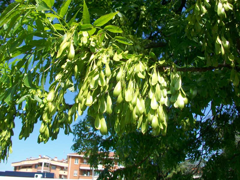 Frassino? - Fraxinus angustifolia Vahl