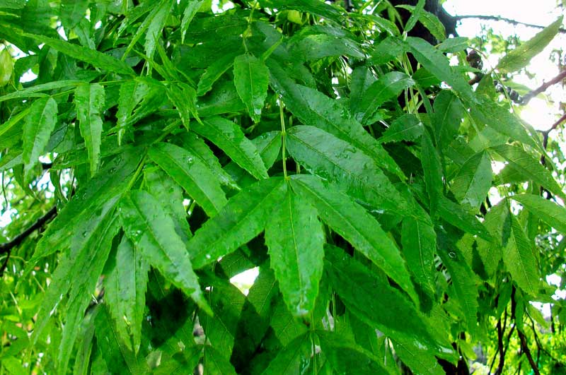 Frassino? - Fraxinus angustifolia Vahl