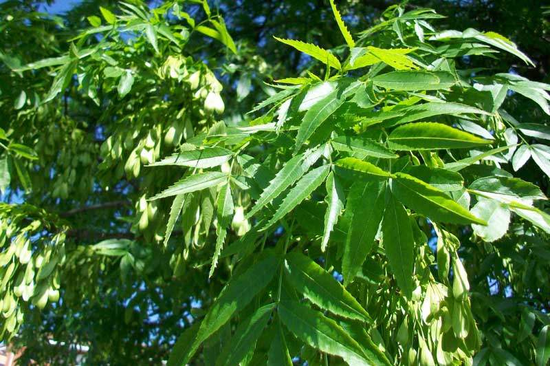 Frassino? - Fraxinus angustifolia Vahl