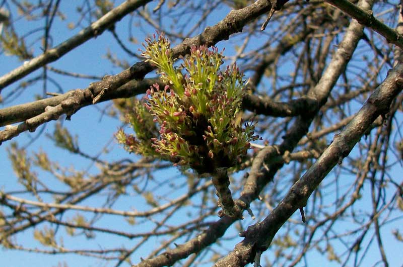 Frassino? - Fraxinus angustifolia Vahl