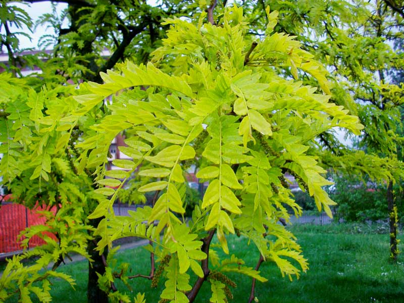 Albero da identificare (coltivato)