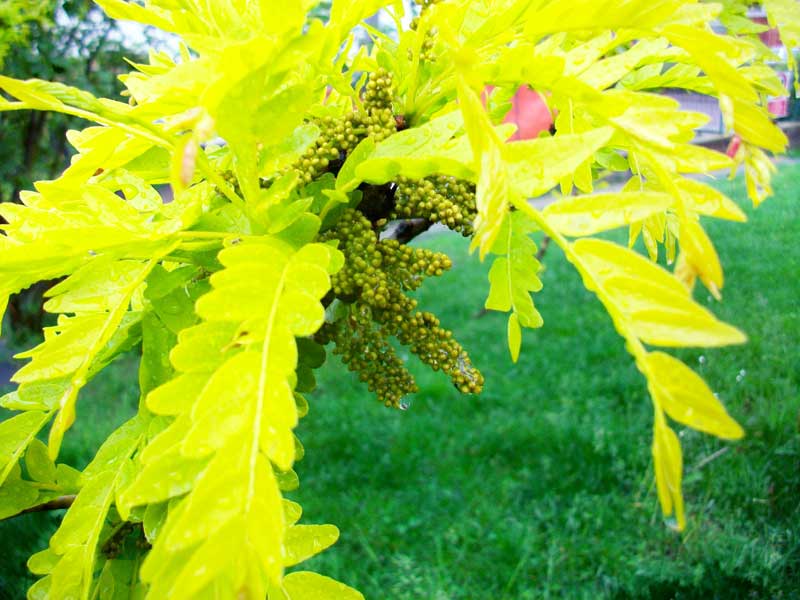 Albero da identificare (coltivato)