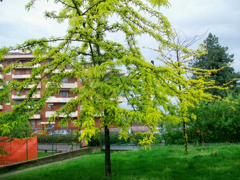 Albero da identificare (coltivato)