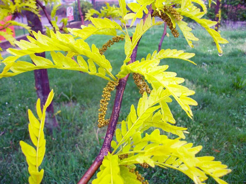 Albero da identificare (coltivato)