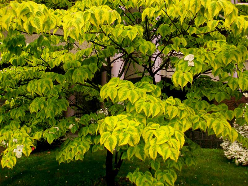 Alberello da identificare