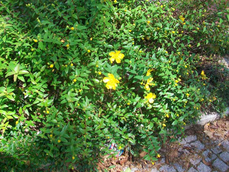 Fiori da identificare - Hypericum calycinum, cultivar