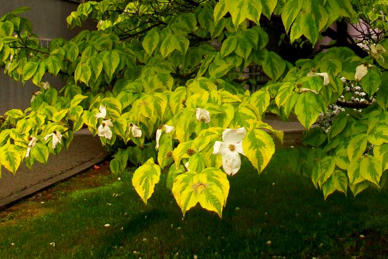 Alberello da identificare