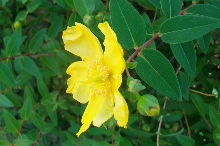 Fiori da identificare - Hypericum calycinum, cultivar