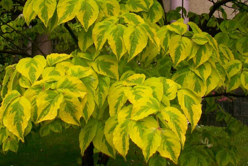 Alberello da identificare