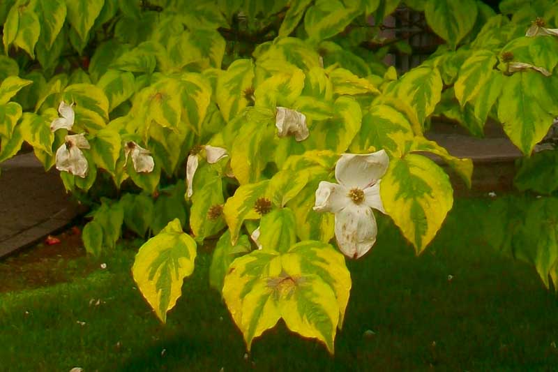 Alberello da identificare