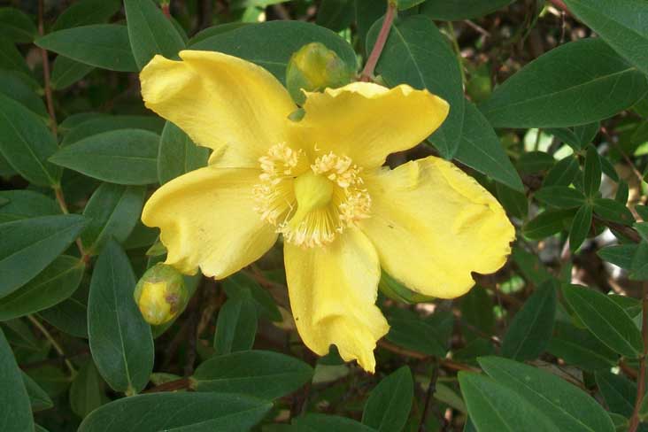 Fiori da identificare - Hypericum calycinum, cultivar