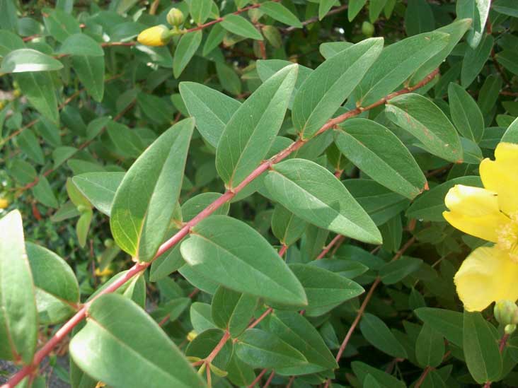 Fiori da identificare - Hypericum calycinum, cultivar