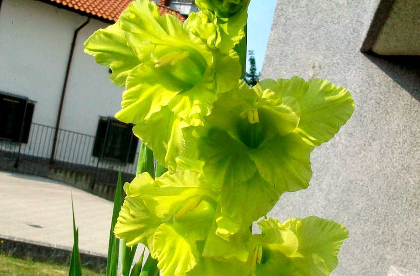 Una conferma Gladiolus sp.